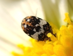 Anthrenus pimpinellae