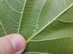 Homotoma ficus