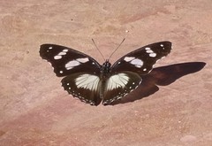 Hypolimnas deceptor deceptor