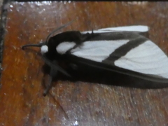 Turuptiana obliqua