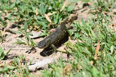 Pleurodeles nebulosus