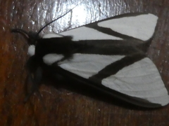 Turuptiana obliqua