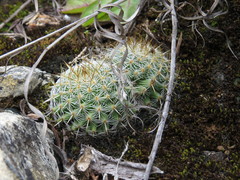 Mammillaria flavicentra
