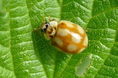 Adalia decempunctata