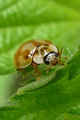 Adalia decempunctata