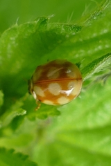 Adalia decempunctata