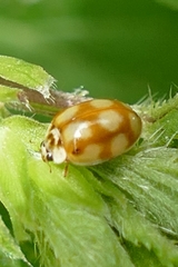 Adalia decempunctata