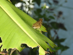 Polygonia c-aureum lunulata