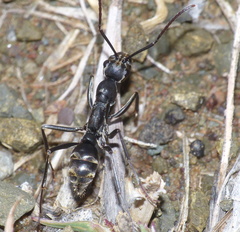 Ophthalmopone hottentota