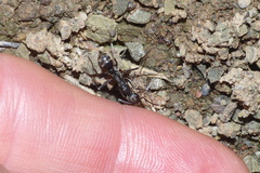 Ophthalmopone hottentota