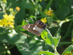 Amauris albimaculata