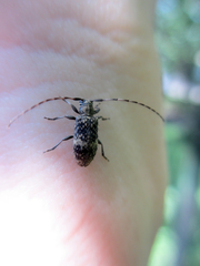 Exocentrus guttulatus