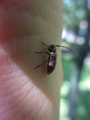 Exocentrus guttulatus