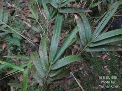 Bambusa rigida