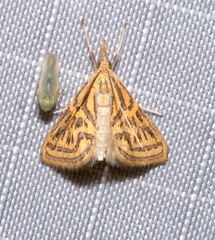 Daulia magdalena