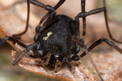 Paranemastoma quadripunctatum