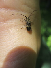 Exocentrus guttulatus