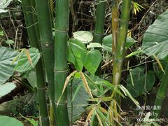 Bambusa rigida