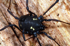 Paranemastoma quadripunctatum