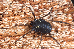 Paranemastoma quadripunctatum