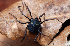 Paranemastoma quadripunctatum