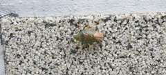 Acanthosoma denticaudum
