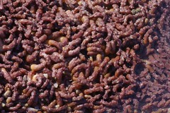 Isaurus tuberculatus