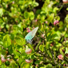 Callophrys rubi