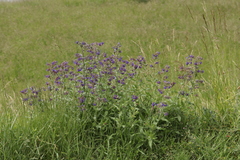 Anchusa officinalis