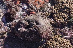 Pyura stolonifera