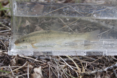 Pantosteus platyrhynchus