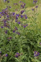 Anchusa officinalis