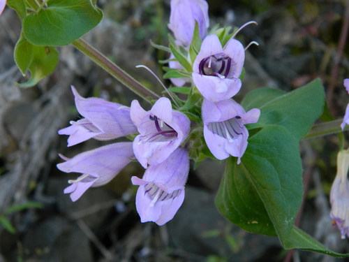 Penstemon glandulosus