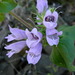 Stickystem Penstemon - Photo (c) mhays, some rights reserved (CC BY-NC), uploaded by mhays