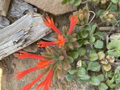 Monardella macrantha macrantha