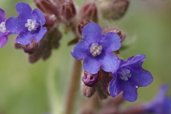 Anchusa officinalis