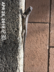 Sceloporus occidentalis