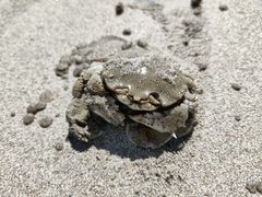 Matuta