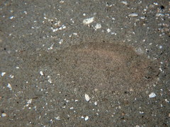 Arnoglossus laterna