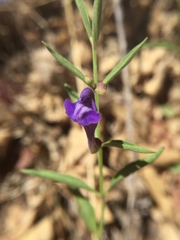 Scutellaria siphocampyloides