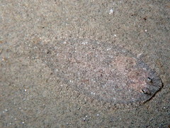 Arnoglossus