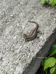 Lacerta agilis