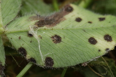 Pseudopeziza trifolii