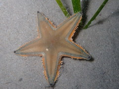 Astropecten jonstoni