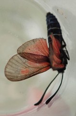 Zygaena nevadensis