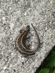Lacerta agilis