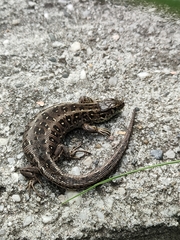Lacerta agilis