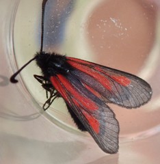 Zygaena nevadensis