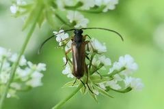 Alosterna tabacicolor