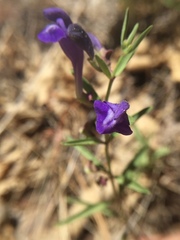 Scutellaria siphocampyloides